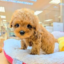 下から上までかわいい❤️トイプードル男の子