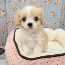 可愛すぎて最強💗　ハーフ犬（キャバリア×マルチーズ）の男のコ　2025/6/20撮影