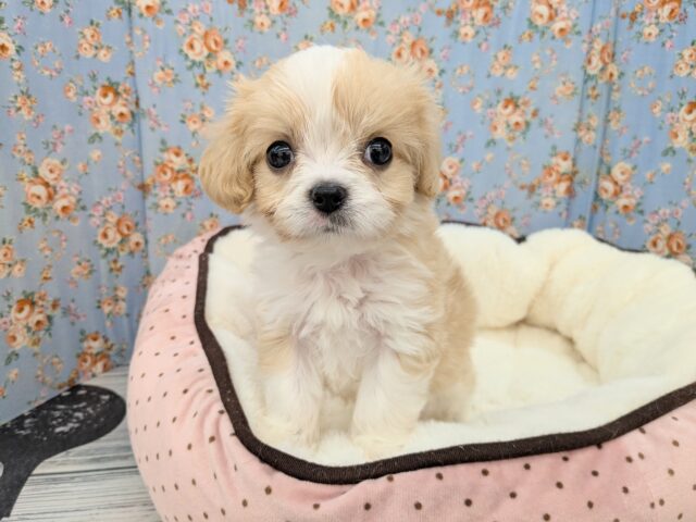 可愛すぎて最強💗　ハーフ犬（キャバリア×マルチーズ）の男のコ　2025/6/20撮影