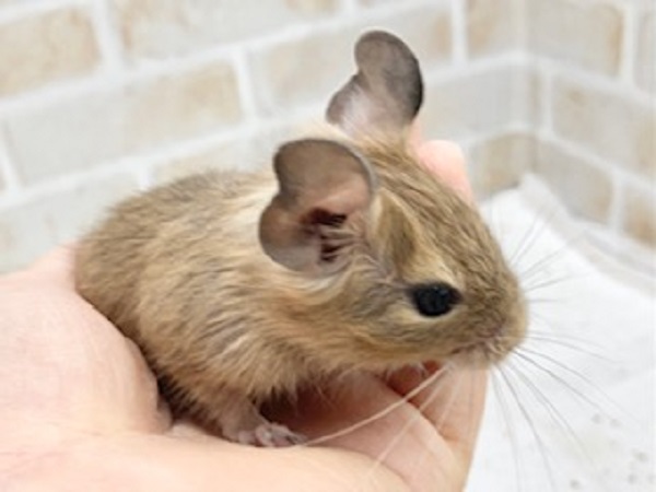 デグー