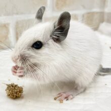 デグー（ホワイト）　女の子　大胆不敵！？ぐいぐい行きます！