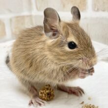 デグー（サンド）　男の子　抱っこOK！物怖じしないよ！