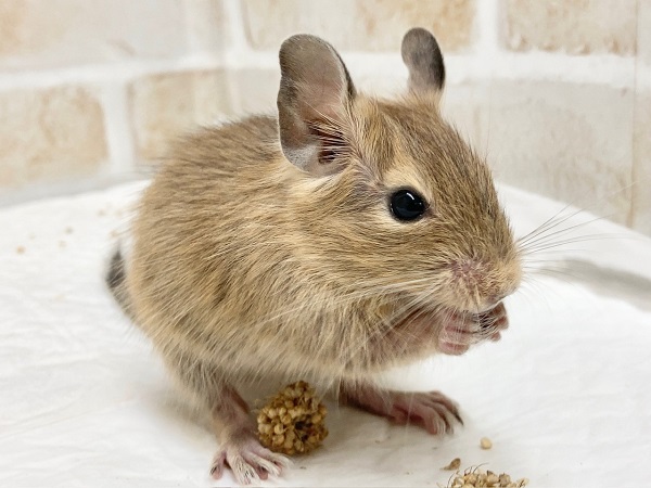 デグー（サンド）　男の子　抱っこOK！物怖じしないよ！