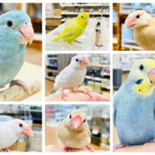 【小山店限定】ことりフェア🐥🩷小さくて可愛いことりさん大集合！
