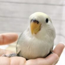 最新画像あり⭐️癒しのブルーカラー🫧コザクラインコ（ブルーチェリーパイド）