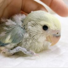 癒しのブルーカラー🫧コザクラインコ（ブルーチェリーパイド）