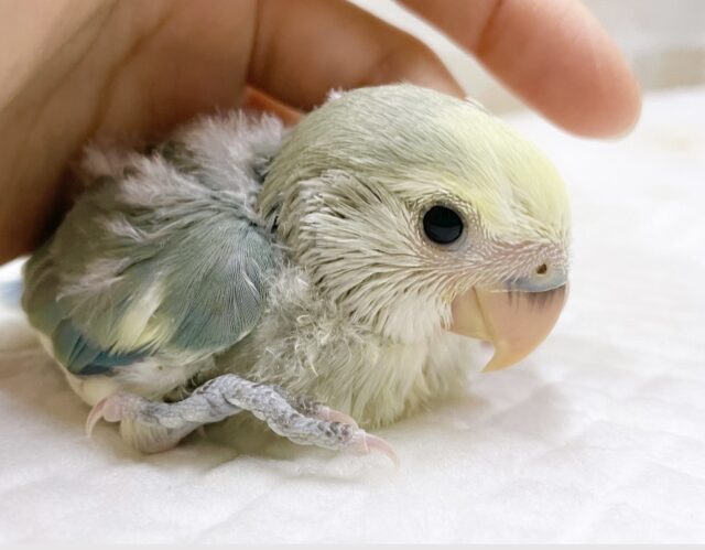 癒しのブルーカラー🫧コザクラインコ（ブルーチェリーパイド）