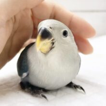 最新画像あり⭐️ダークブルー💙コザクラインコ（ブルー）