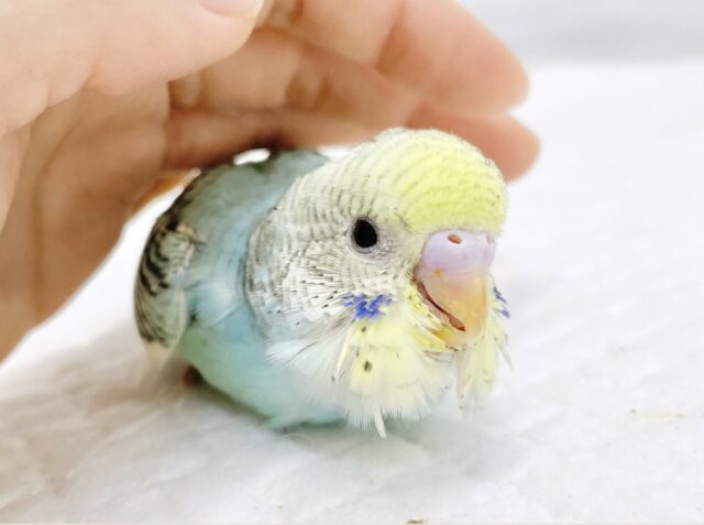 最新画像あり⭐️美し模様🌈セキセイインコ（レインボーパイド）