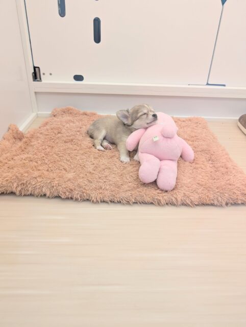 チワワ