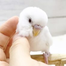 最新画像あり⭐️真っ白ちゃん⛄️セキセイインコ（アルビノ）