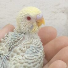 一目ぼれって、あるみたいだよ～☆　セキセイインコ　ファロー　～～