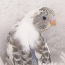 疲れふっとばすーー　そんざいっ♪　セキセイインコ　四色ハルクイン～～