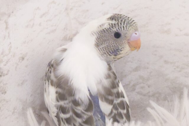 疲れふっとばすーー　そんざいっ♪　セキセイインコ　四色ハルクイン～～