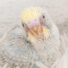 ずーーーーーっと　いっしょがいいねっ　セキセイインコ　パステルレインボー～～