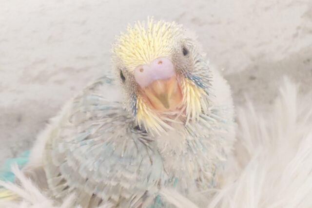 ずーーーーーっと　いっしょがいいねっ　セキセイインコ　パステルレインボー～～
