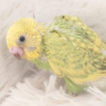 お茶さそう～～　可愛い表情☆　セキセイインコ　スパングル～～