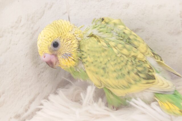 お茶さそう～～　可愛い表情☆　セキセイインコ　スパングル～～