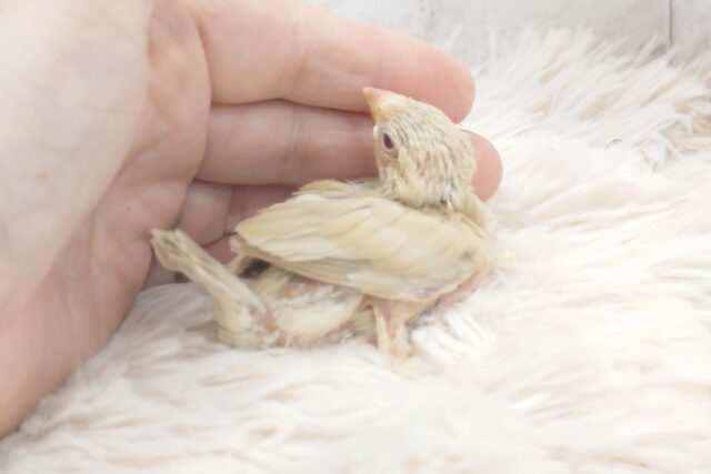 シナモン文鳥
