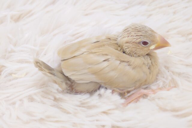 シナモン文鳥