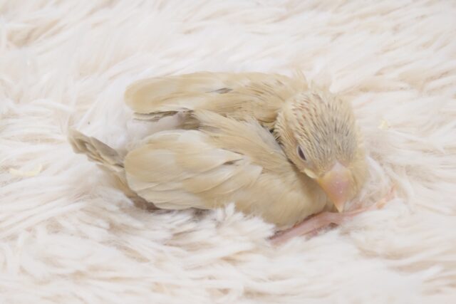 シナモン文鳥