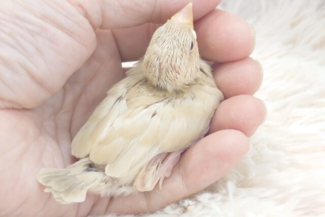シナモン文鳥