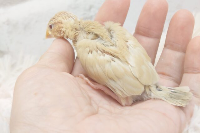 シナモン文鳥
