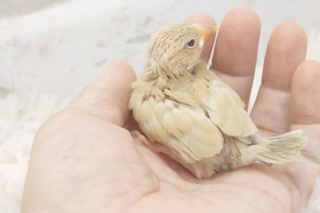 シナモン文鳥