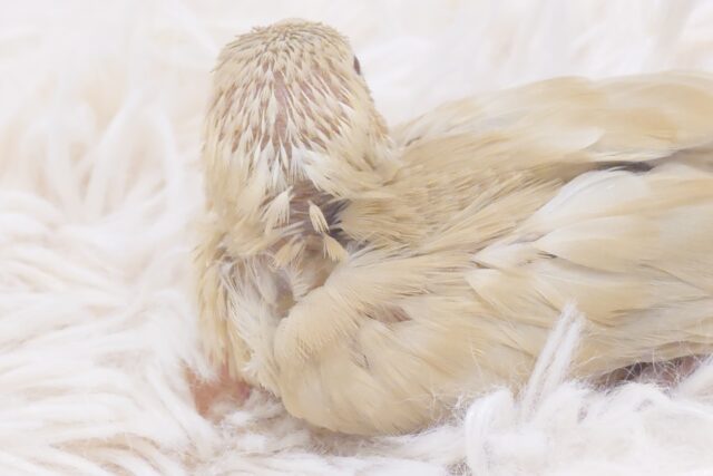 シナモン文鳥