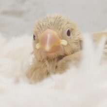 実はですねー　じつは感情が溢れているんです♪　シナモン文鳥～～