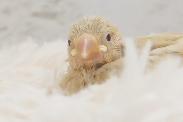 実はですねー　じつは感情が溢れているんです♪　シナモン文鳥～～