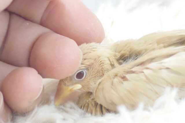 シナモン文鳥