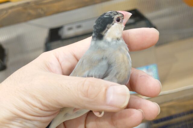 桜文鳥
