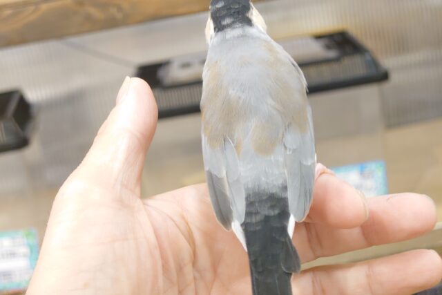 桜文鳥