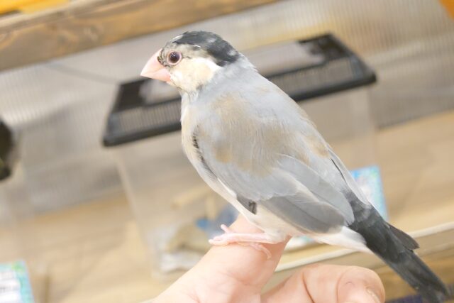 桜文鳥
