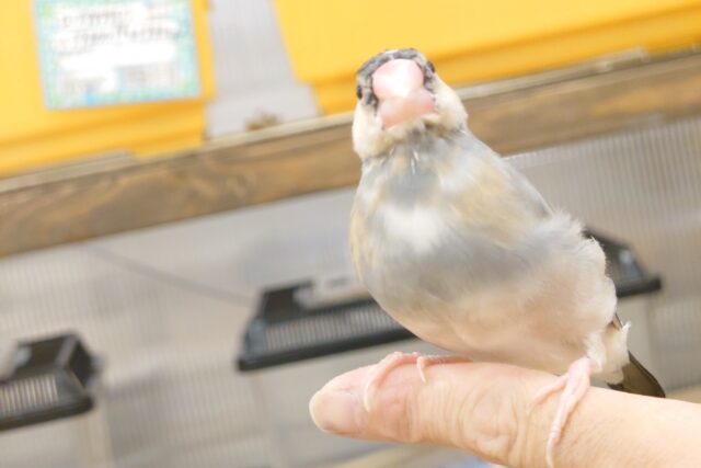桜文鳥