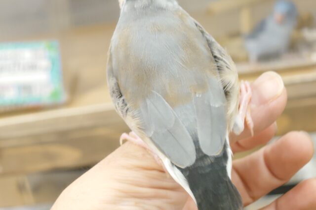 桜文鳥