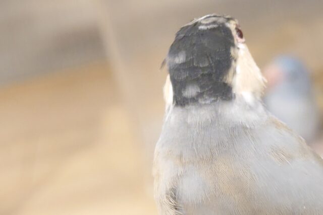 桜文鳥
