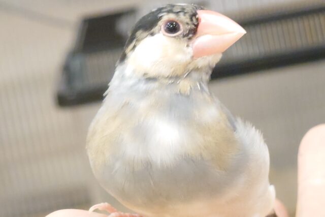 桜文鳥