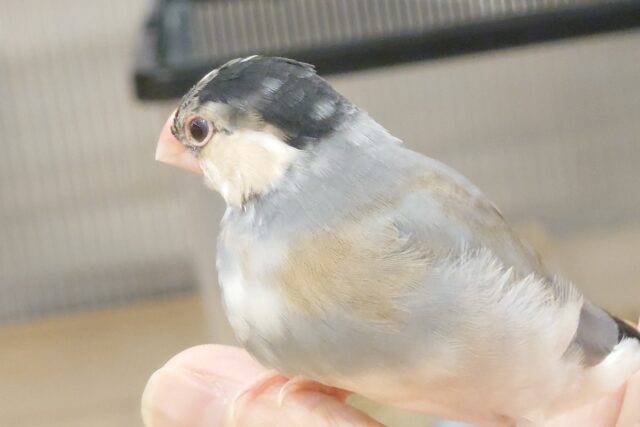 桜文鳥