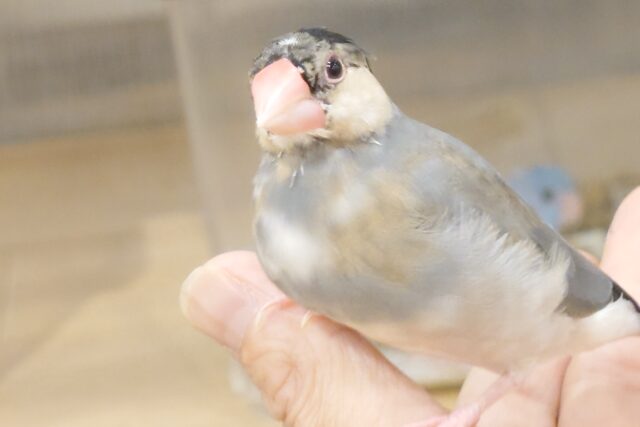 桜文鳥
