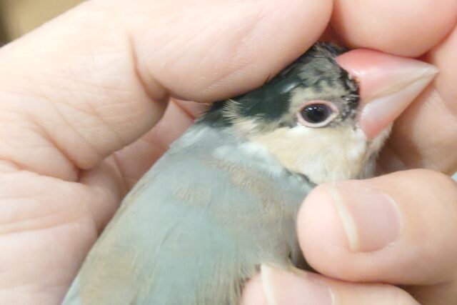 桜文鳥