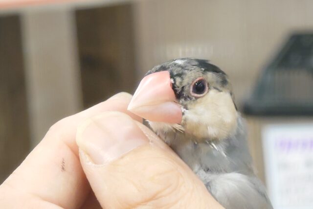 桜文鳥