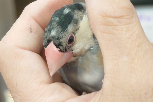桜文鳥