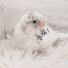 たまに見せる、ドジっぷり♫　可愛い☆　セキセイインコ〜〜