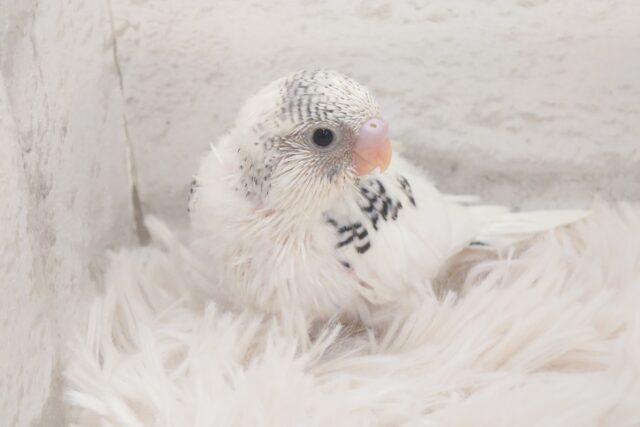 たまに見せる、ドジっぷり♫　可愛い☆　セキセイインコ〜〜