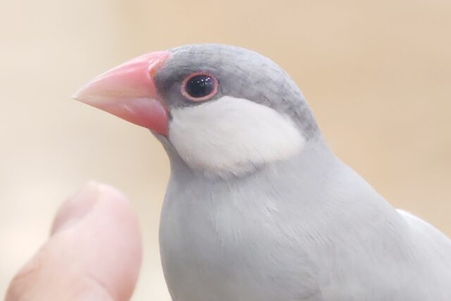 シルバー文鳥