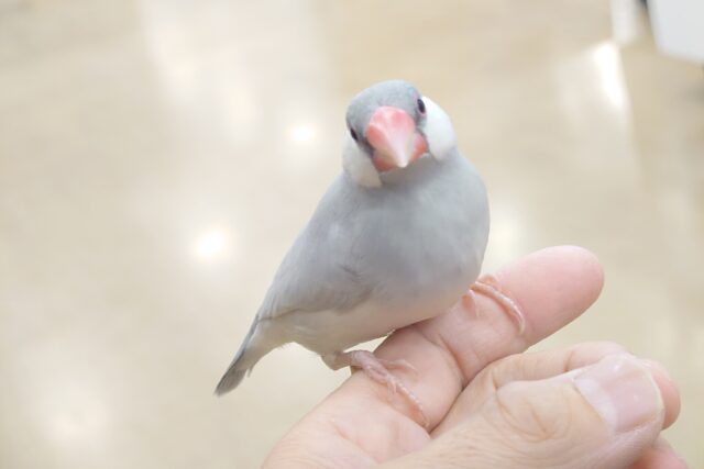 シルバー文鳥