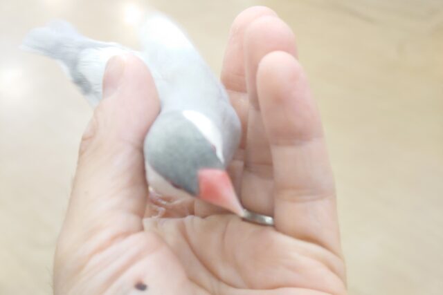 シルバー文鳥