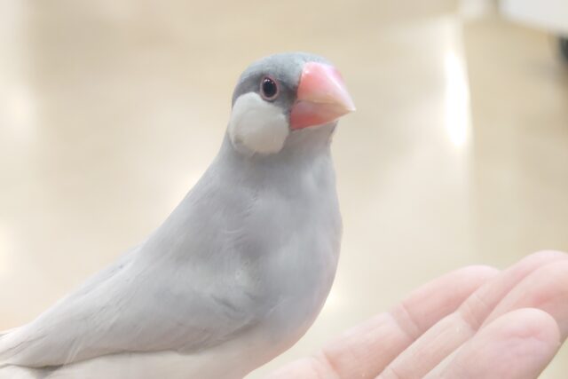 シルバー文鳥